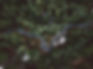 Forest Aerial View