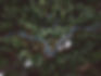 Forest Aerial View