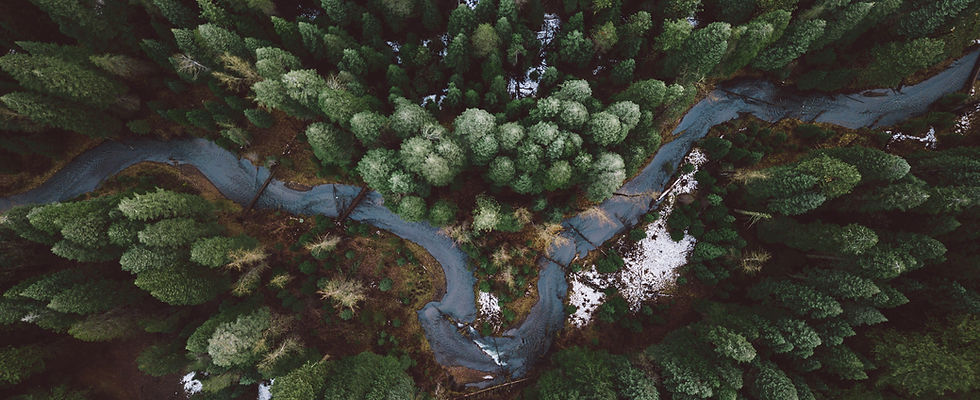 Forest Aerial View