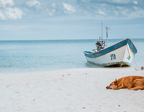Cane e barca