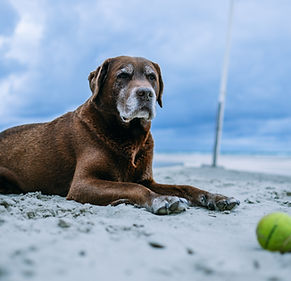 Bruine hond strand