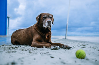 Brown Dog