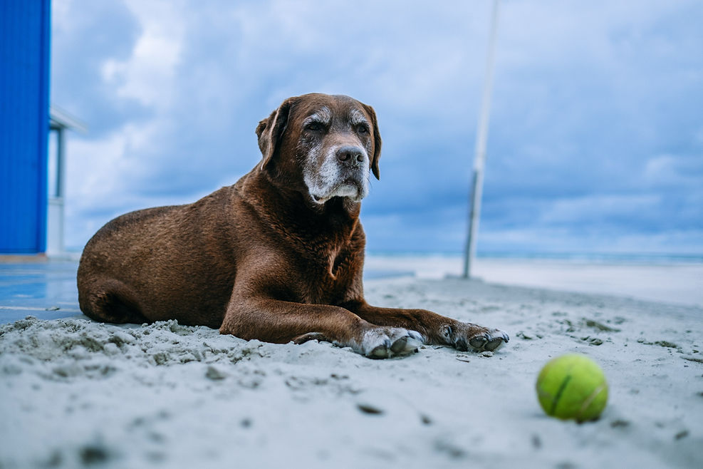 Brown Dog