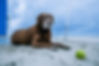 Brown Dog