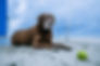 Cooling Coats for Canine Epilepsy