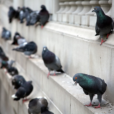City Pigeons on a ledge