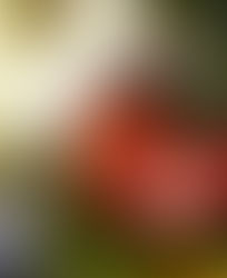 Holiday Stress: Unpopular opinions and preparing for the new year