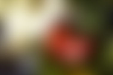 Jolly rum balls and Christmas carols