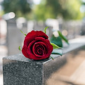 Erinnerungsrote Rose