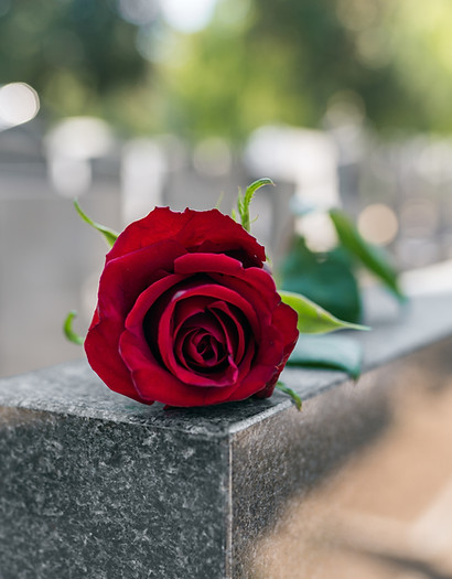 Memorial Red Rose