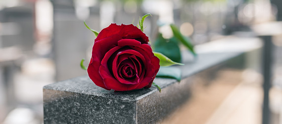 Memorial Red Rose