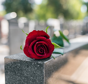 Memorial Red Rose