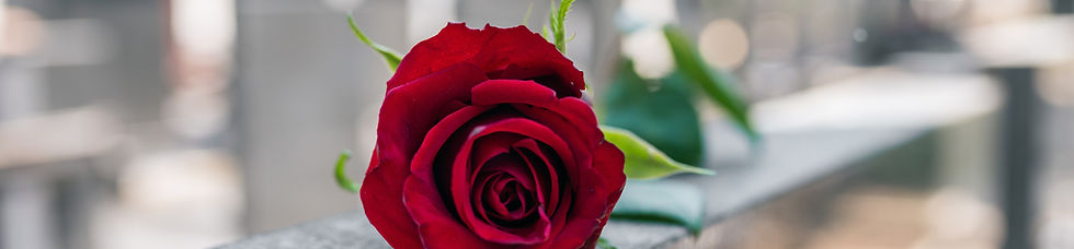 Memorial Red Rose