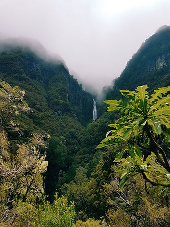 Bosque
