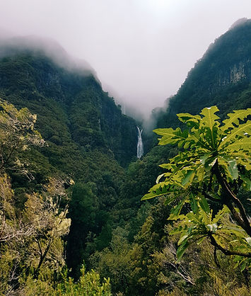 misty mountains and a waterfall with some trees up close.