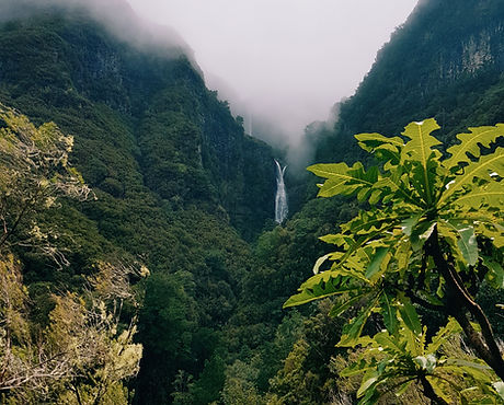 Forêt