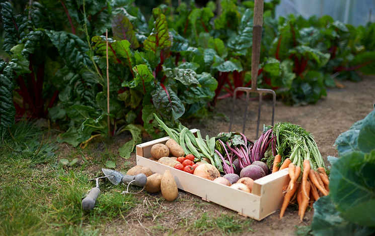 Garden Fresh Produce