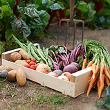 Selbst angebautes Gemüse