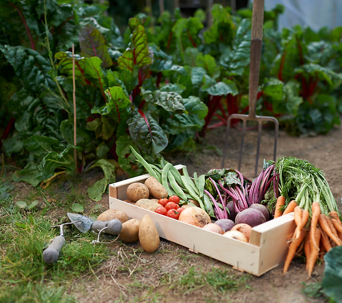 Selbst angebautes Gemüse