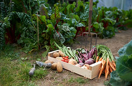 Home Grown Vegetables