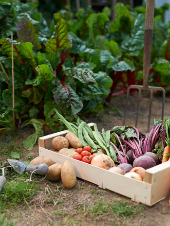 vandfilter til brug i haven med blomster og grøntsager