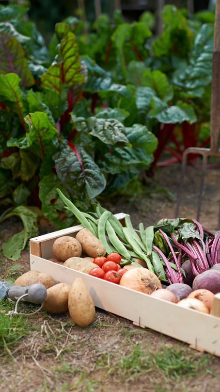 How Compost Helps Plants Grow: The Biology Behind Healthy Garden Soil