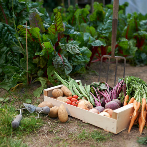 10 Reasons To Plant Your Veggies Now