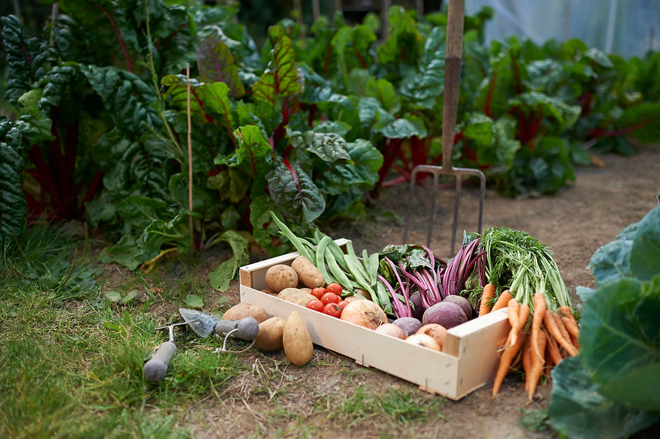 Garden Fresh Produce