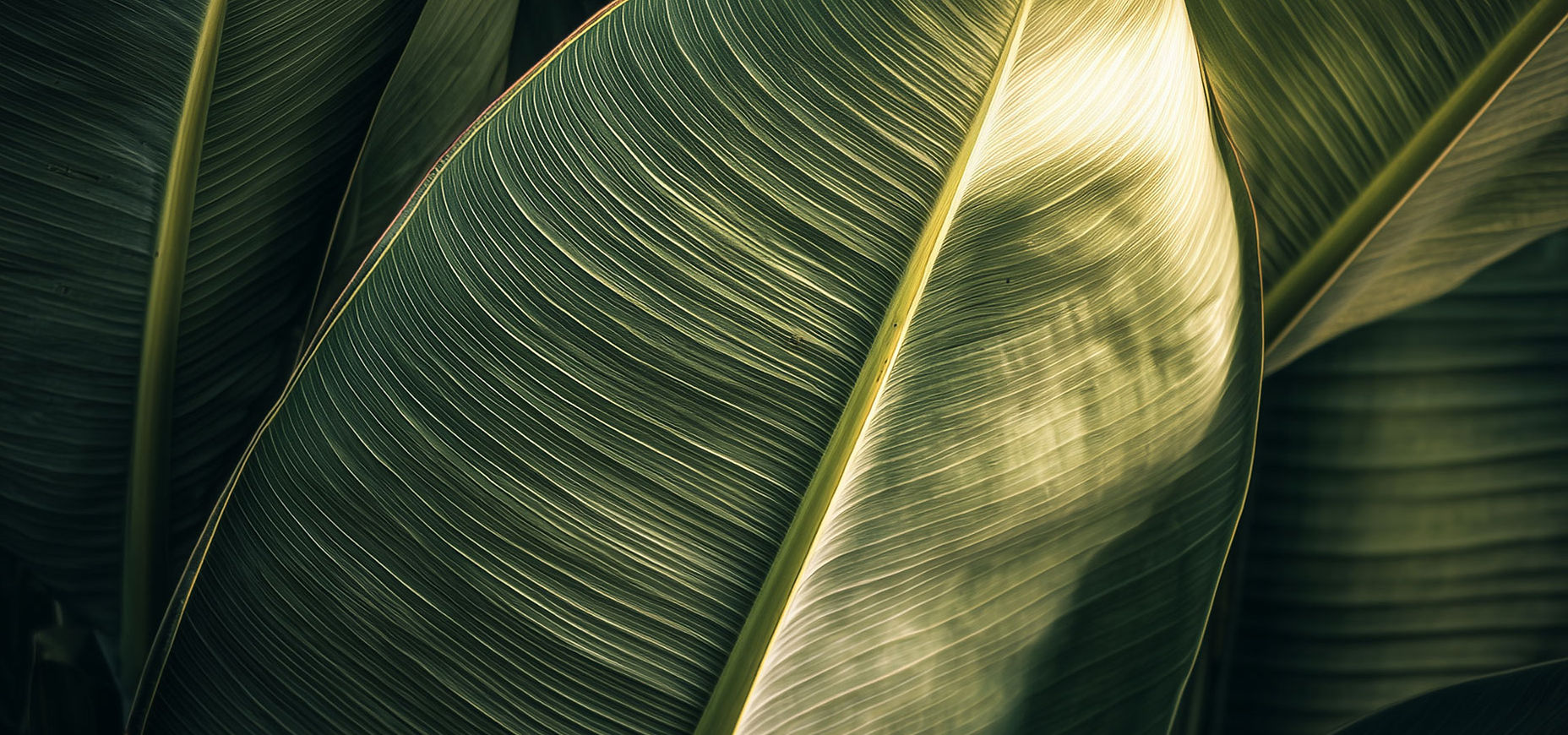 Folhas de plantas tropicais