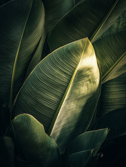 Tropical Plant Leaves