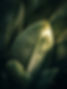 Tropical Plant Leaves