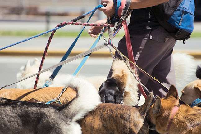 Many Dogs