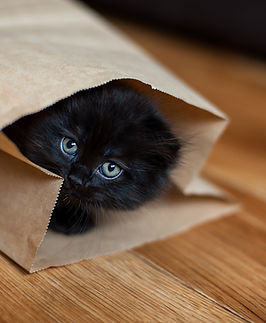 紙袋に入った黒猫