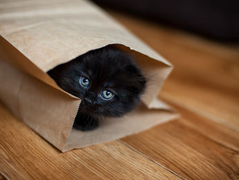 自己認知の動物達