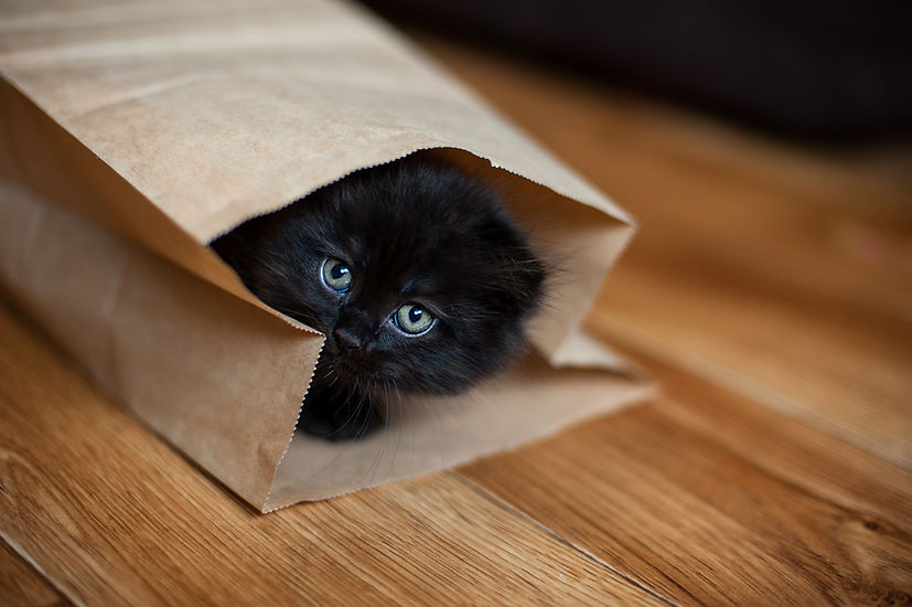 A black cat in a paper bag