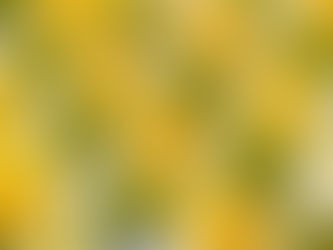 เค้กใบเตยสีเขียว ตัดเป็นสี่เหลี่ยมเล็กๆ ทาครีมสีขาวบางๆ ประดับหน้าด้วยฝอยทองสีเหลืองอร่าม วางเรียงรายการเป็นแถว