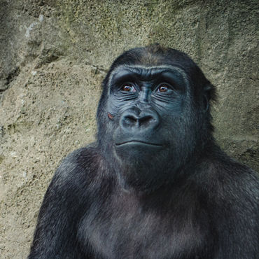 Are Animals Really Sentient?