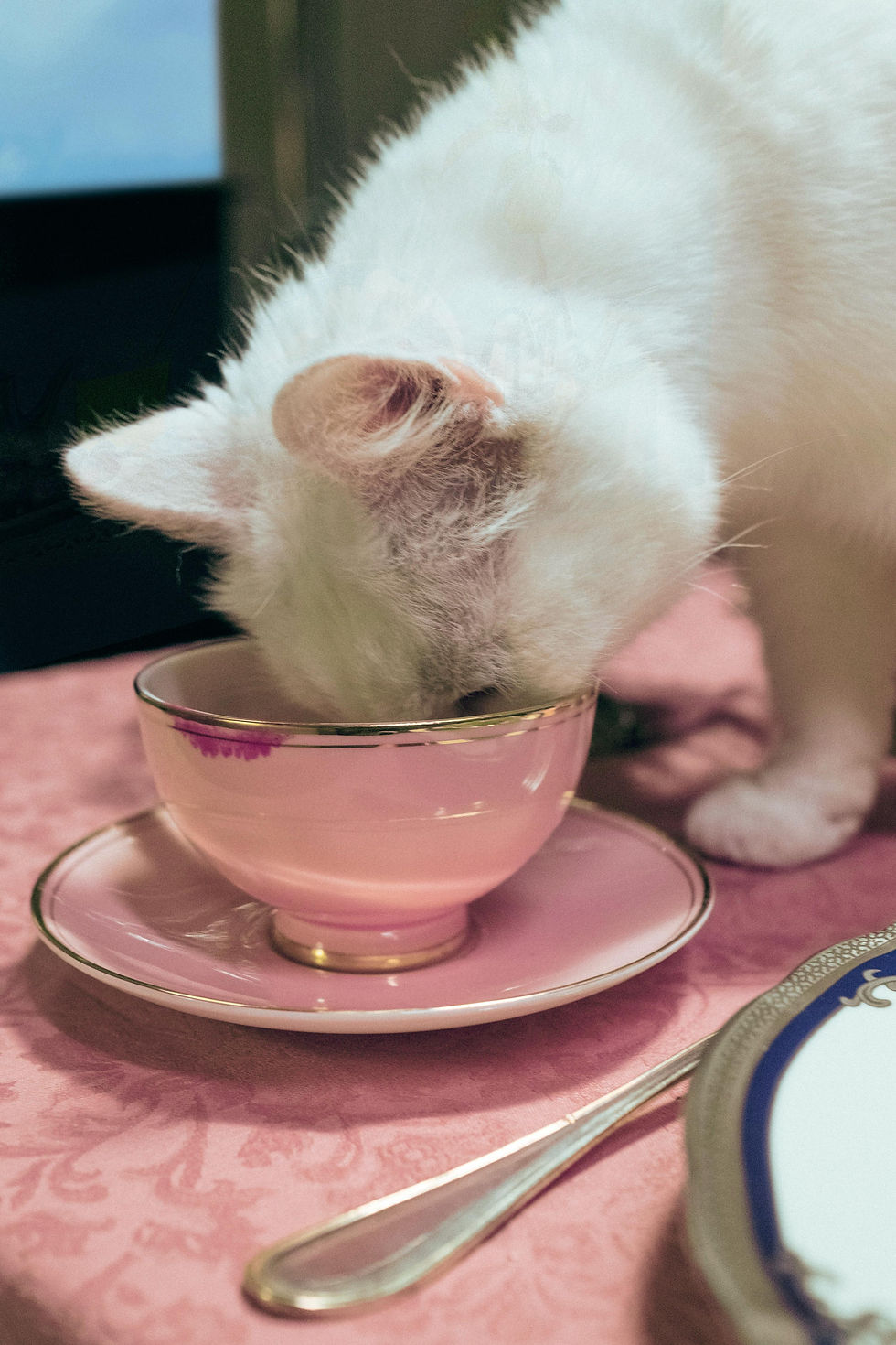 Cat Drinking Coffee