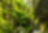 Stone Steps _ Moss