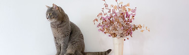 Cat On Dresser
