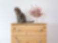 Grey Cat