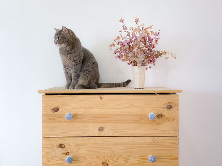 Cat On Dresser