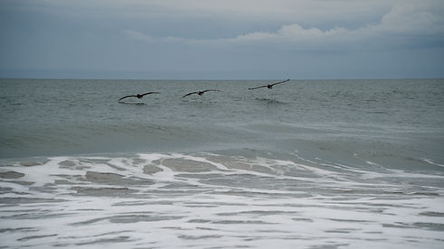 Seagulls