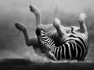 Zebra eats lion in epic fight