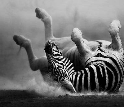 Zebra se hravě válí