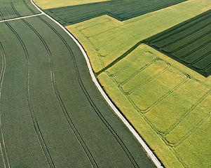 Agricultural Fields
