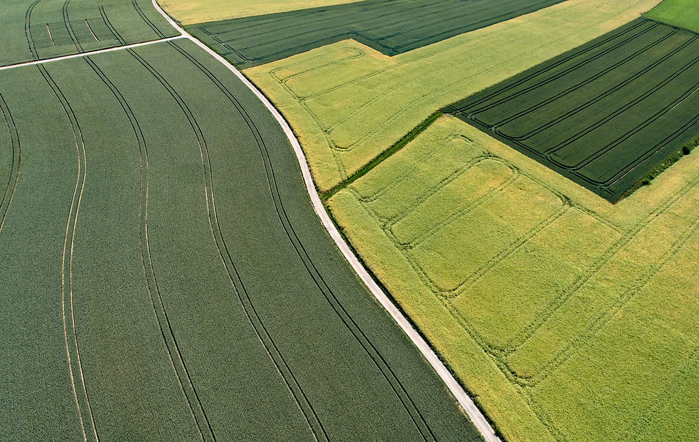 Ariel paddy field