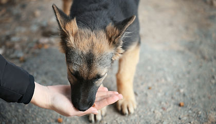 Hand-Feeding a Stray Dog