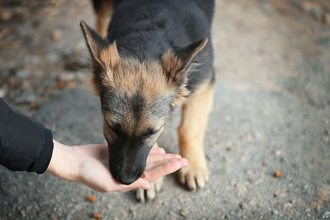Hand-Feeding a Stray Dog