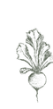 Radish Plant Sketch